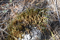 Selaginella rupestris