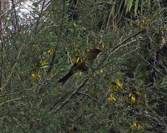 Anthornis melanura melanura
