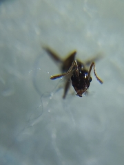 Pheidole wroughtonii