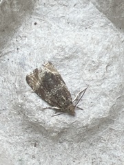 Syricoris lacunana