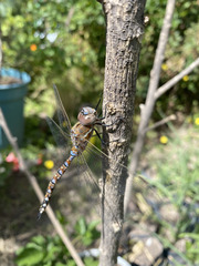 Rhionaeschna multicolor