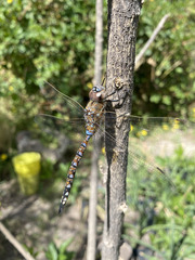 Rhionaeschna multicolor