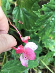 Begonia formosana