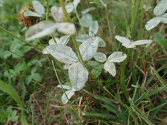 Erysiphe trifoliorum