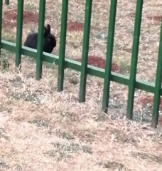 Oryctolagus cuniculus domesticus