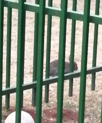 Oryctolagus cuniculus domesticus