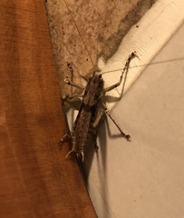 Tettigoniinae