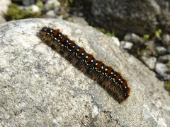 Eriogaster arbusculae