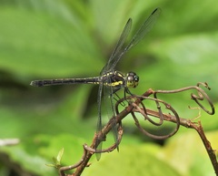 Agrionoptera longitudinalis biserialis