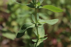 Hypericum scouleri