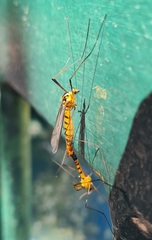 Nephrotoma australasiae