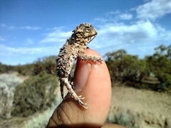 Phrynosoma blainvillii