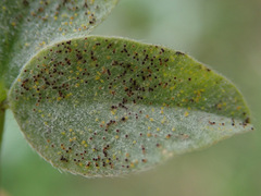 Erysiphe trifoliorum