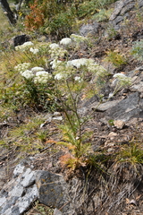 Kitagawia baicalensis