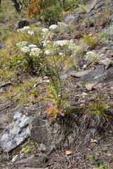 Kitagawia baicalensis