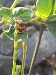 Coccinella transversalis