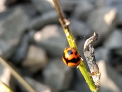 Coccinella transversalis