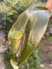 Papilio garamas garamas