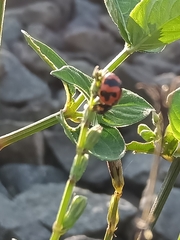 Coccinella transversalis