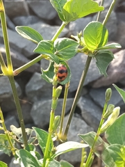 Coccinella transversalis