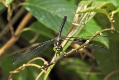 Agrionoptera longitudinalis biserialis