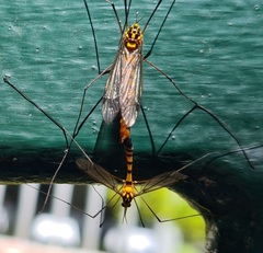 Nephrotoma australasiae