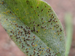 Erysiphe trifoliorum