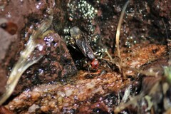Formica integra