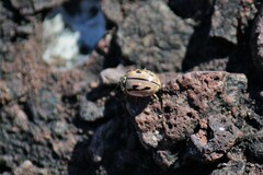 Mulsantina hudsonica