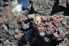 Mulsantina hudsonica