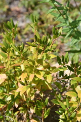 Rhododendron dauricum