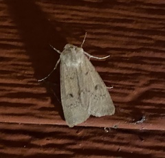 Caradrina montana