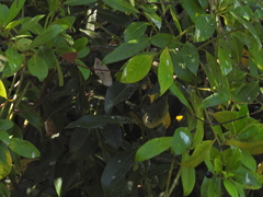 Leiothlypis celata orestera