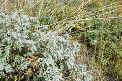Artemisia messerschmidtiana
