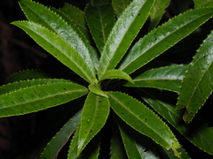 Melicytus lanceolatus