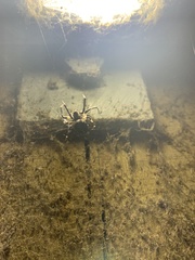 Larinioides sclopetarius