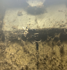 Larinioides sclopetarius