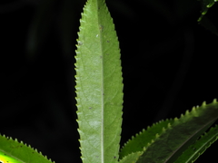 Melicytus lanceolatus