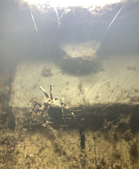 Larinioides sclopetarius