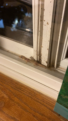 Lepidodactylus lugubris