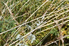 Artemisia messerschmidtiana