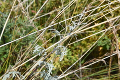 Artemisia messerschmidtiana