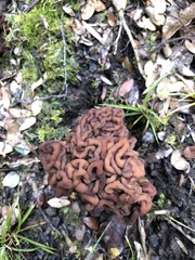 Gyromitra