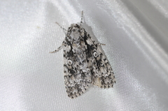 Acronicta marmorata