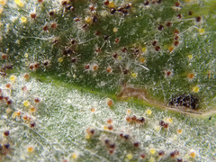 Erysiphe trifoliorum