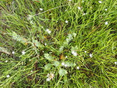 Stellaria graminea