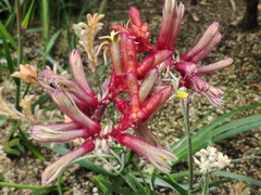 Anigozanthos flavidus