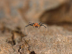 Herennia multipuncta