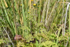 Thalictrum foetidum