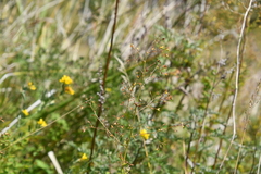 Thalictrum foetidum